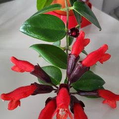 Aeschinantus Mona Lisa. Lipstick plant. House plant.