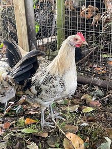 Lemon pencil roosters