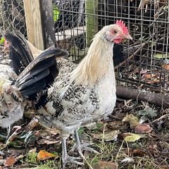 Lemon pencil roosters