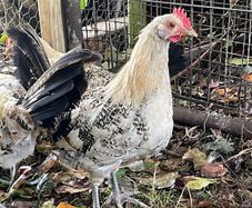 Lemon pencil roosters