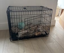 large dog crate
