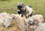 Pygmy goat - STUD