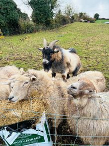 Pygmy goat - STUD