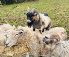 Pygmy goat - STUD