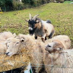 Pygmy goat - STUD