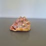 Large Shell Home decor Image 9