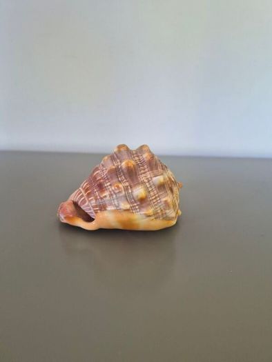 Large Shell Home decor