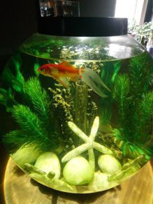 Biorb classic 30 litre acrylic 8 gallon aquarium bowl