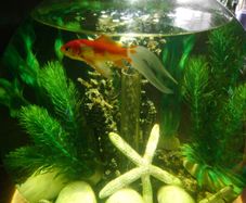 Biorb classic 30 litre acrylic 8 gallon aquarium bowl