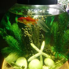 Biorb classic 30 litre acrylic 8 gallon aquarium bowl