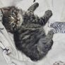 kittens Image 2