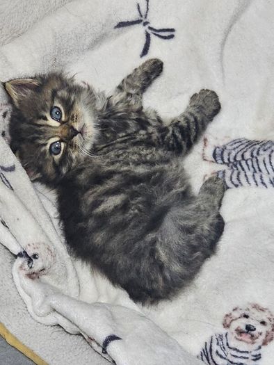 kittens