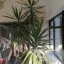 Large yucca plant / tree Image 2