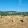 Round hay bales Image 2