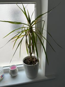 Dracaena Marginata / Dragon Tree Indoor Plant with White Pot