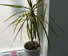 Dracaena Marginata / Dragon Tree Indoor Plant with White Pot