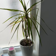 Dracaena Marginata / Dragon Tree Indoor Plant with White Pot
