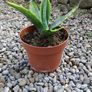 Agave americana Image 3