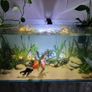 AquaOne AquaSys 300 Aquarium Image 4
