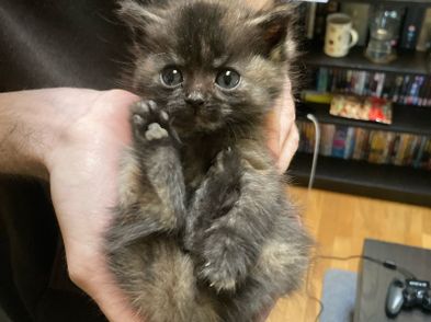2 Female Kittens Gray Kitten Taken Cats for adoption in Enfield, Meath ...