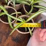 Mini spider plant cuttings props Image 3