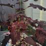 indoor plant and pot Image 3