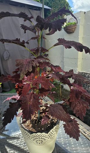 indoor plant and pot