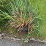 Hardy Grasses Image 3