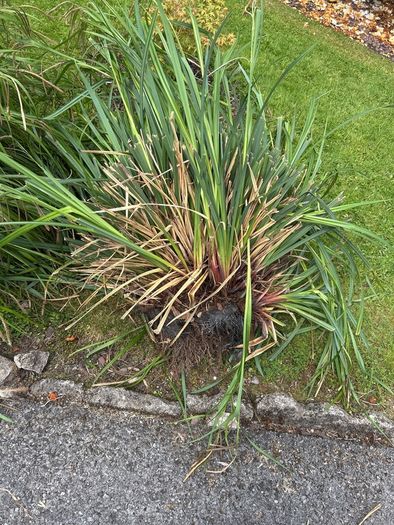 Hardy Grasses