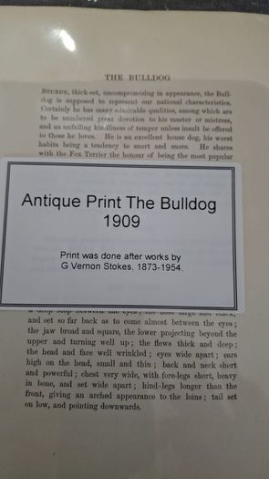 antique print the bulldog