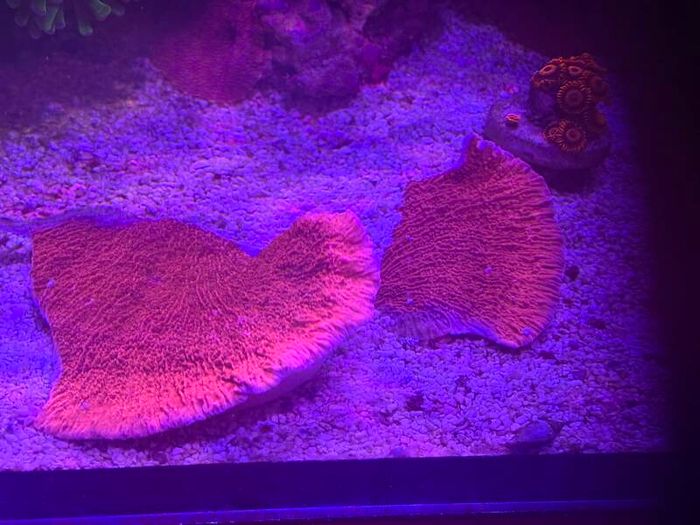 Green Montipora