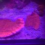 Green Montipora Image 4