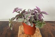 tradescantia house plant