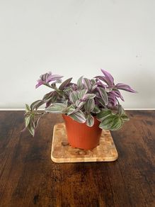 tradescantia house plant