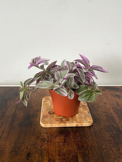 tradescantia house plant