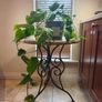 hanging plant Image 4