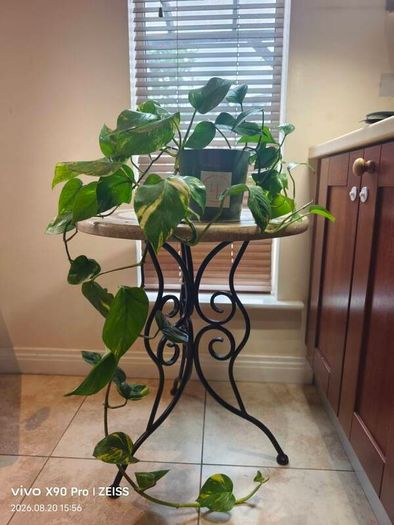 hanging plant