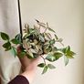 Tradescantia Tricolour large plant Image 4
