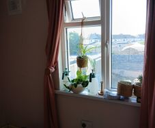 pink curtains