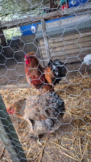 Fertile Hatching Eggs