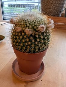 Beautiful Parodia Cactus