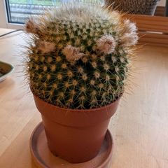 Beautiful Parodia Cactus