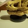 Dinosaur skull model Image 2
