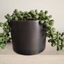 Green Artificial Trailing Plant in black pot - Next Image 5