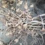 Hornbeam hedging Image 5