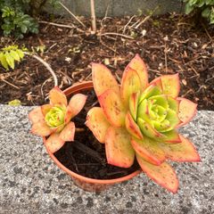 plant