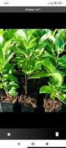 Laurel Hedging - Potted approximately 12 inches tall