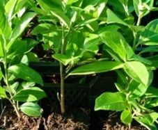 Laurel Hedging - Potted approximately 12 inches tall