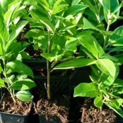 Laurel Hedging - Potted approximately 12 inches tall