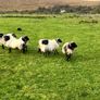 Mayo blackface ram lambs Image 3